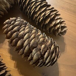 Natural Brown Pine Cones for Holiday Home Decor 45 pine cones.